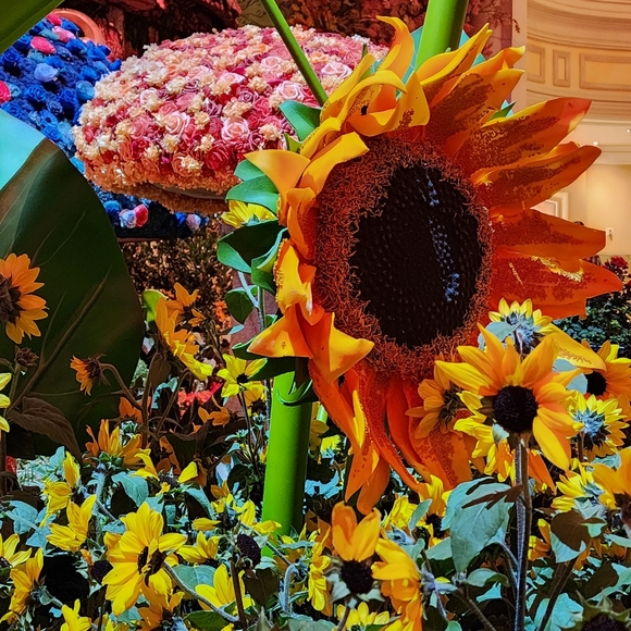 Meet your Posher, Brianna - Picture 1 of 1